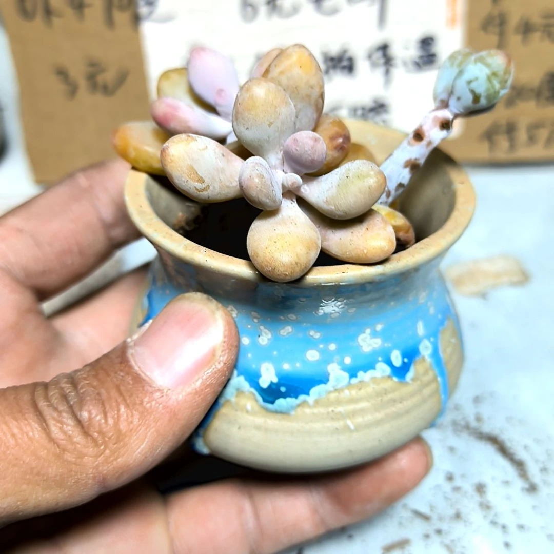 满6元包邮，#桃蛋三颗垃圾货