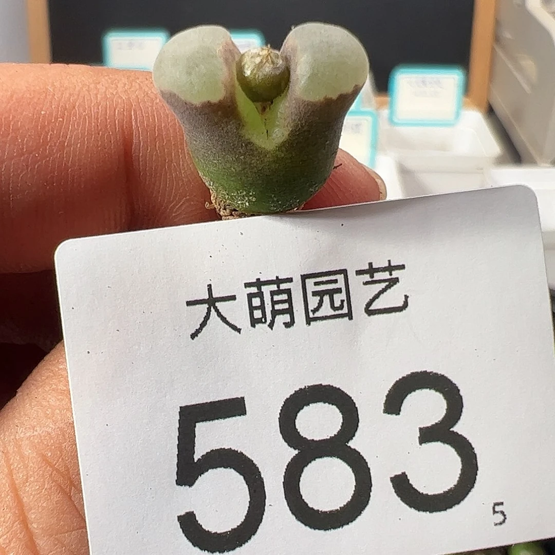 0000583 一物一拍……