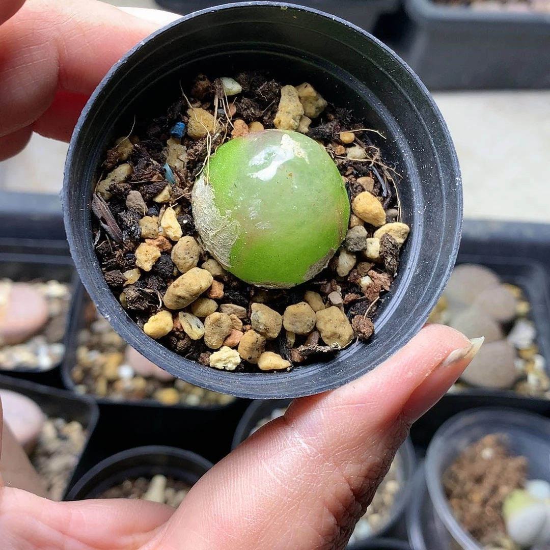 D489多肉植物保护