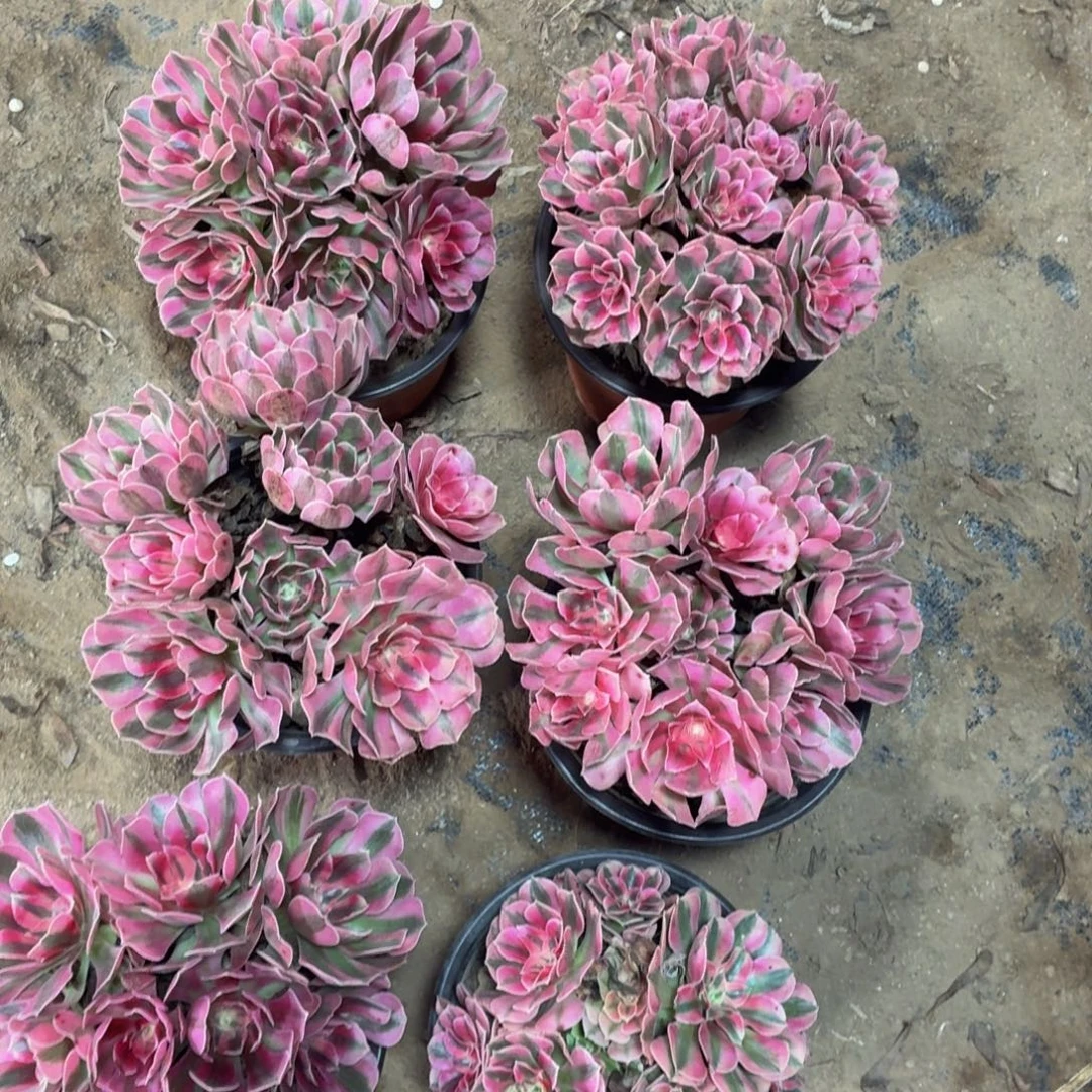 两颗粉女巫3棚已挑好组合福利