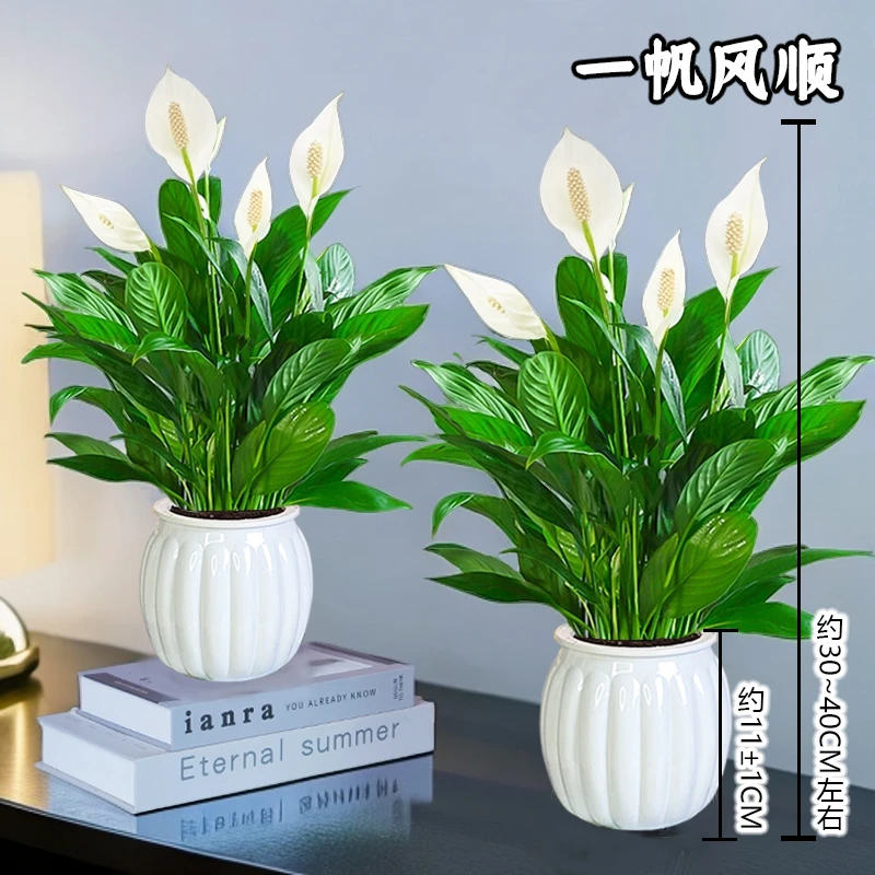 【一帆风顺】白掌开花盆栽绿植（约30~40CM）室内客厅土培好养花卉