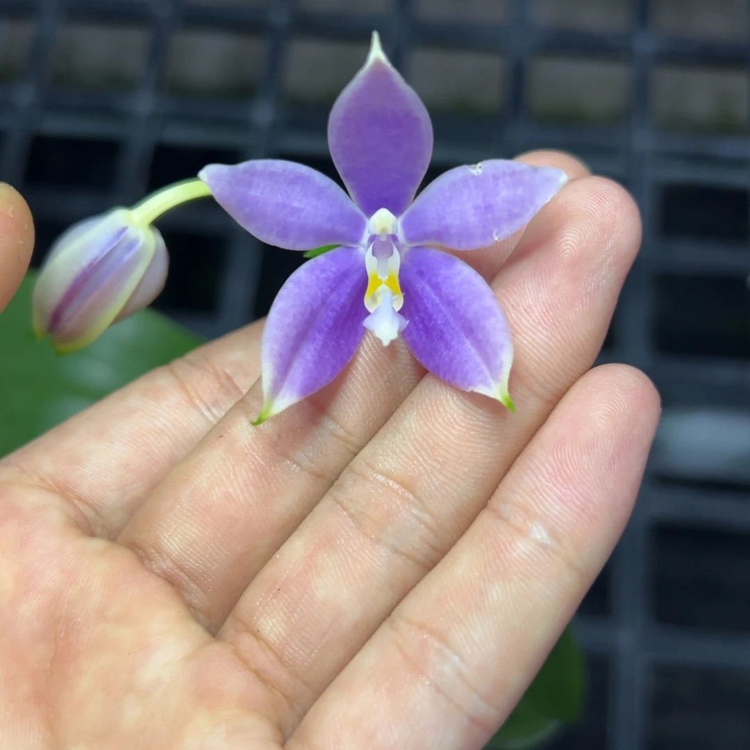 完全开放l065三寸ys1198