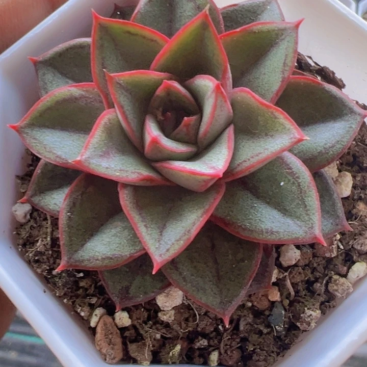 麒麟座精品多肉植物大战