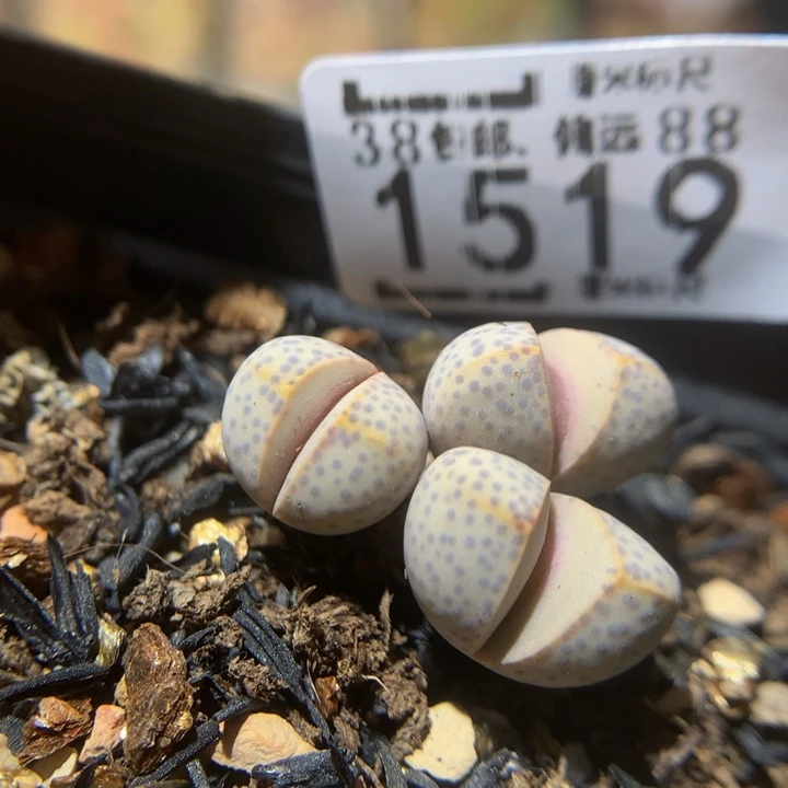 Zzz精品生石花1519