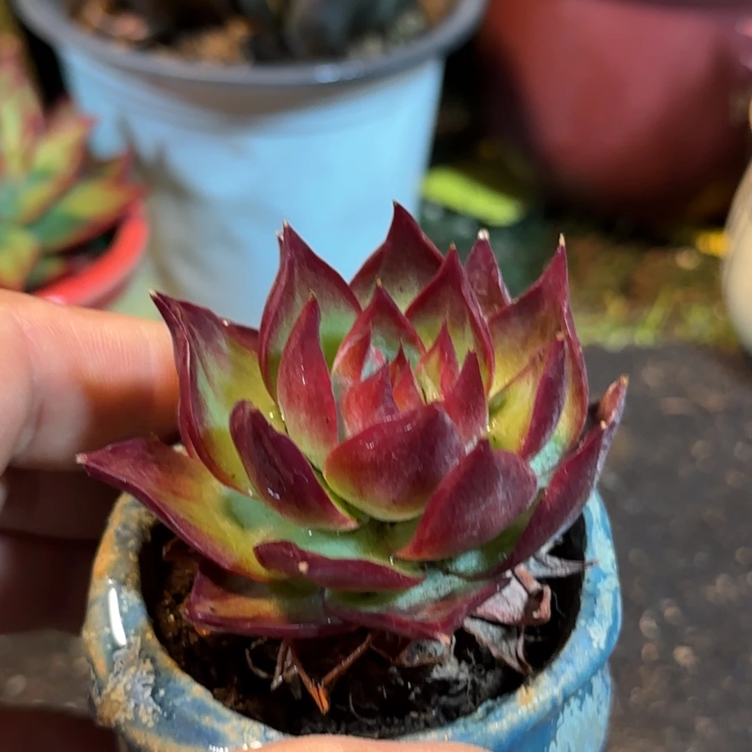 惊鸿一物一拍包装收缩花旱冰鞋565