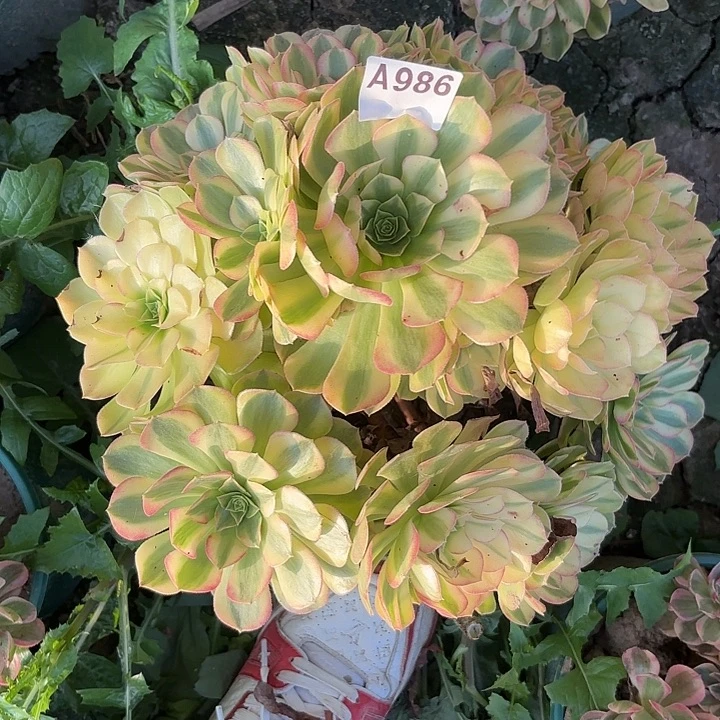 雨荷8-36-986偏远不包邮