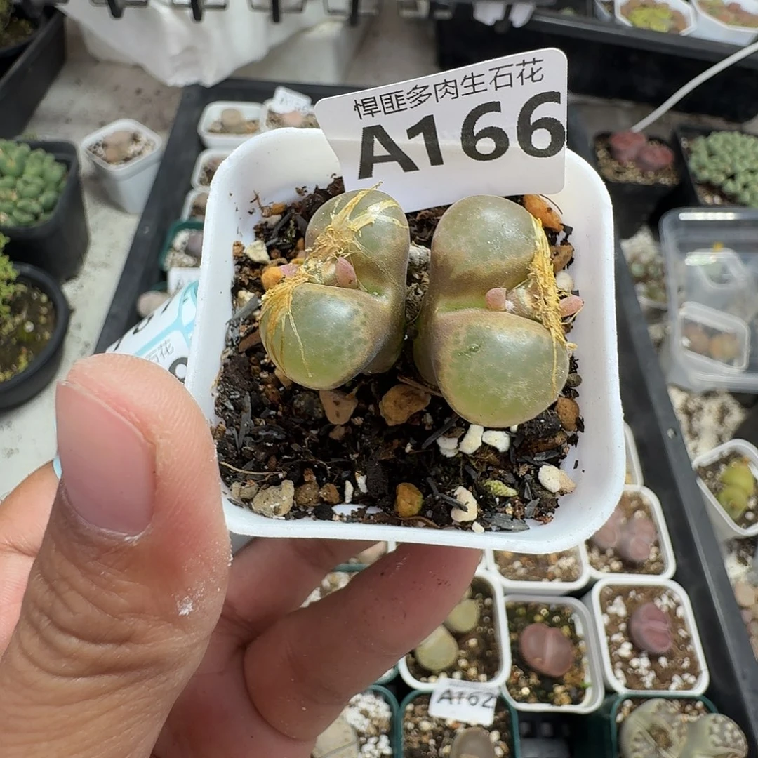 166多肉植物多肉植物