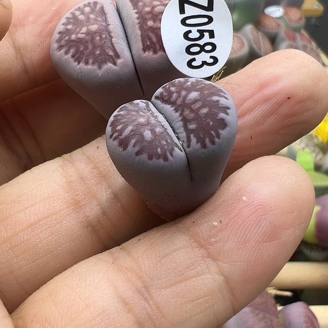潜****弹583下播福利1111111111111