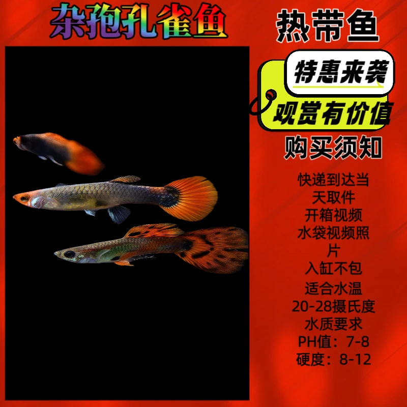 杂袍孔雀鱼巴西红扇孔雀鱼凤尾鱼小型观赏热带鱼耐活好养