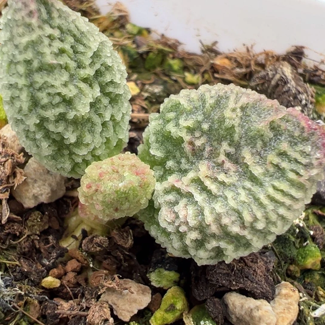 实生新品多肉植物水泡多肉植物