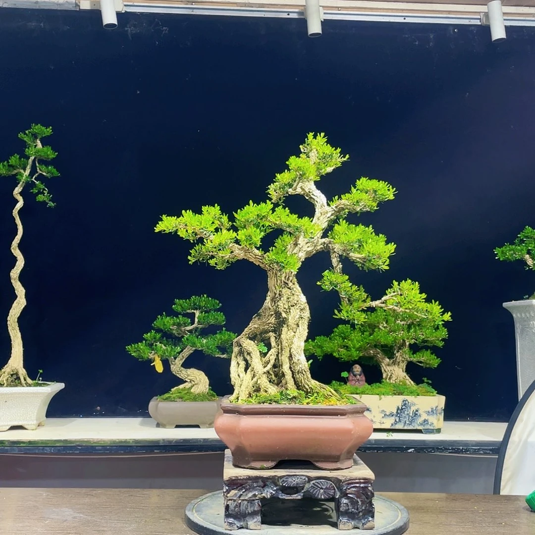 黄杨盆景四季常青