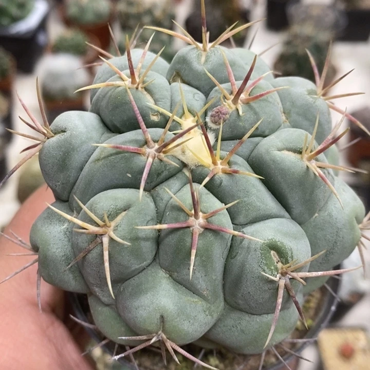 实生大号白肌天晃特价