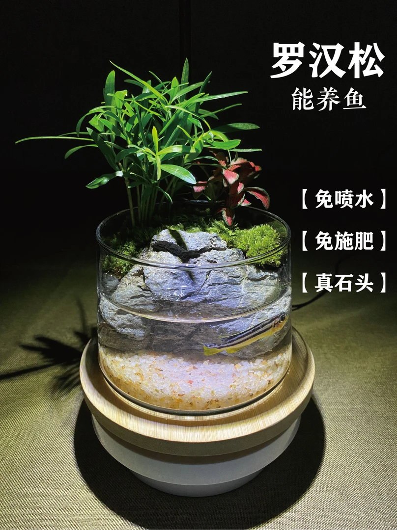 直径10cm缸罗汉松青龙石室内生态鱼缸造景桌面景观真实绿植
