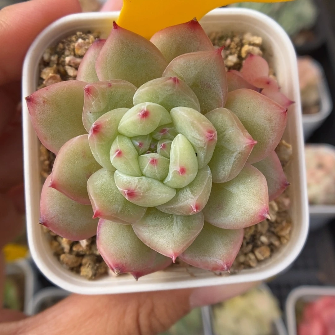 寒绯可拍365号。