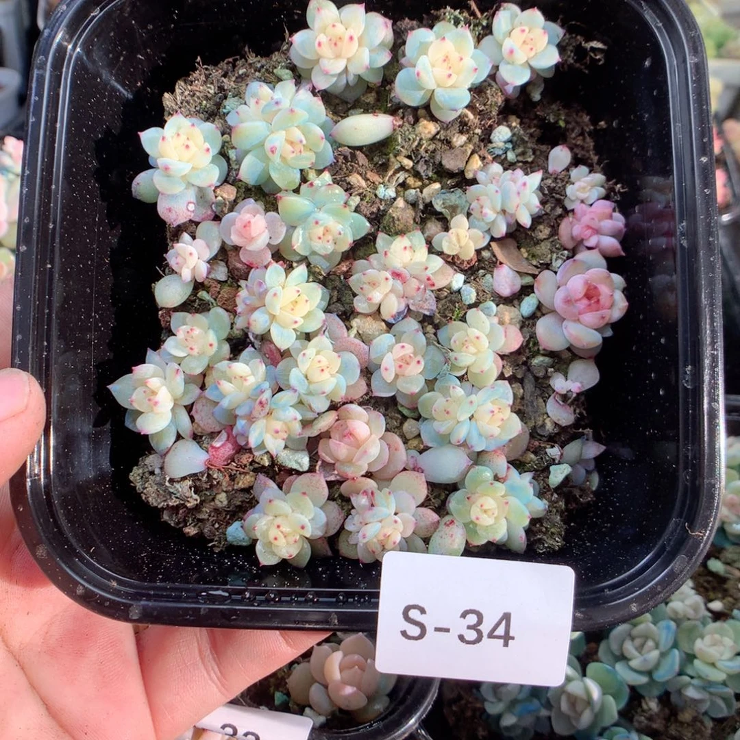 无花朵S34英语英语