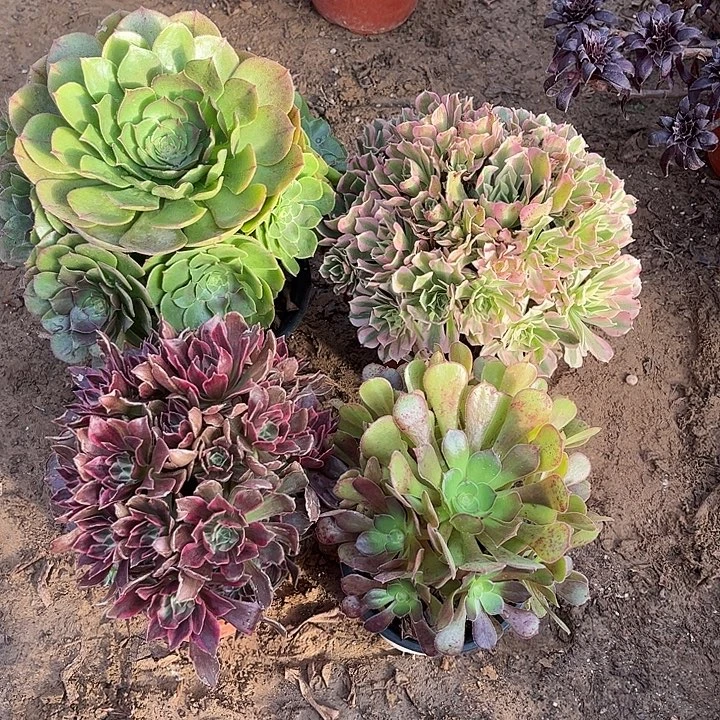 821多肉植物组合，