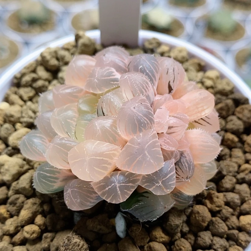 【闪购商品】5蓝镜糊斑