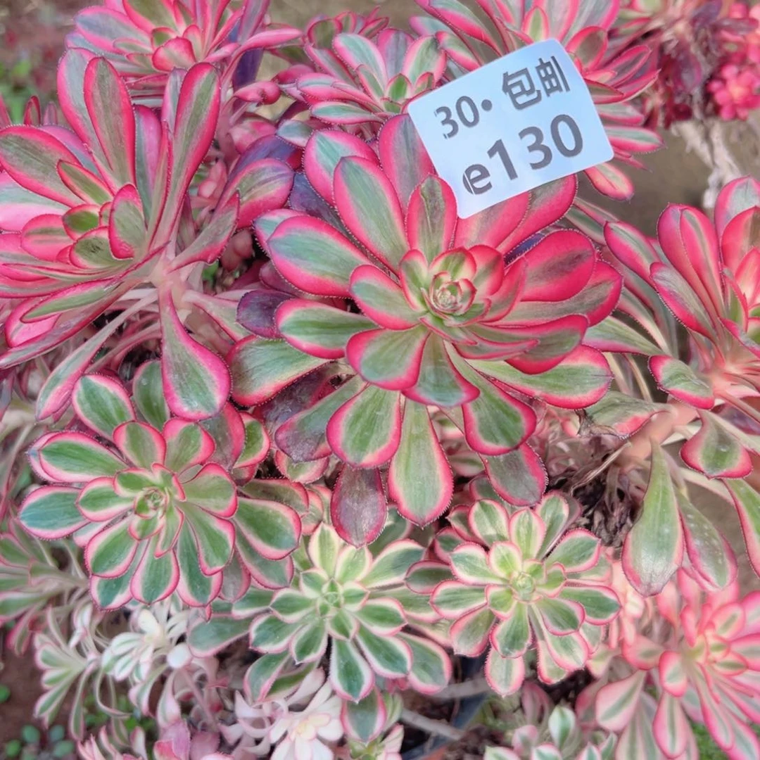 130母本香奈多肉法师