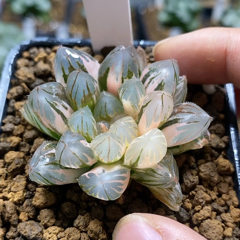 【闪购商品】281霓虹灯