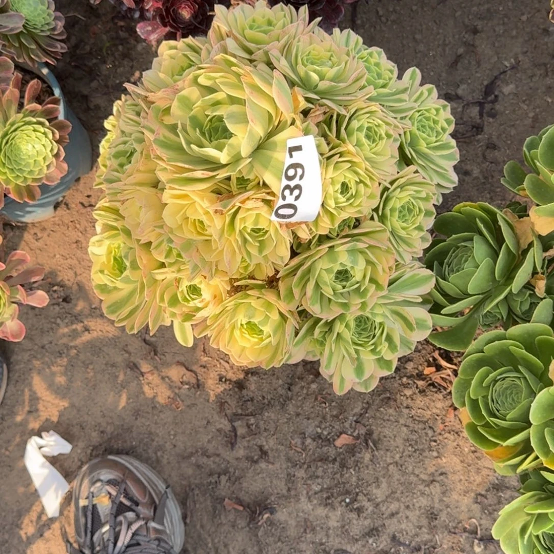 陌*法师金丝老桩391特价无售后18-34补差价