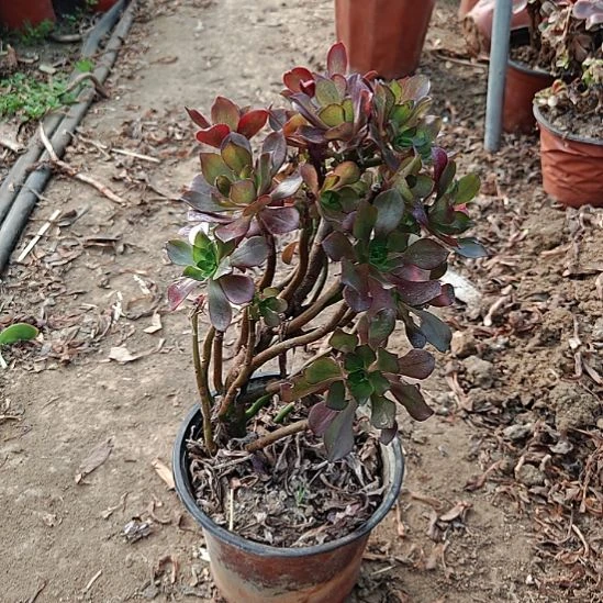 忆江南加急发货22