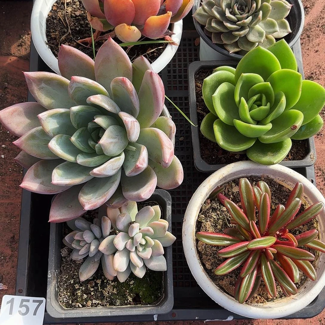 多肉植物空拍157号