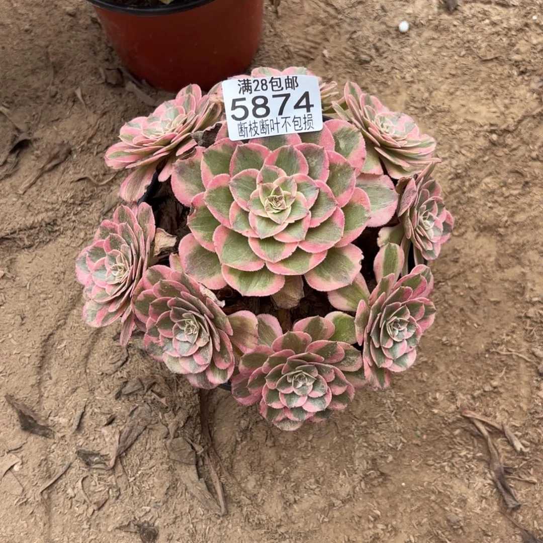 M. 5874云和多肉，bacen