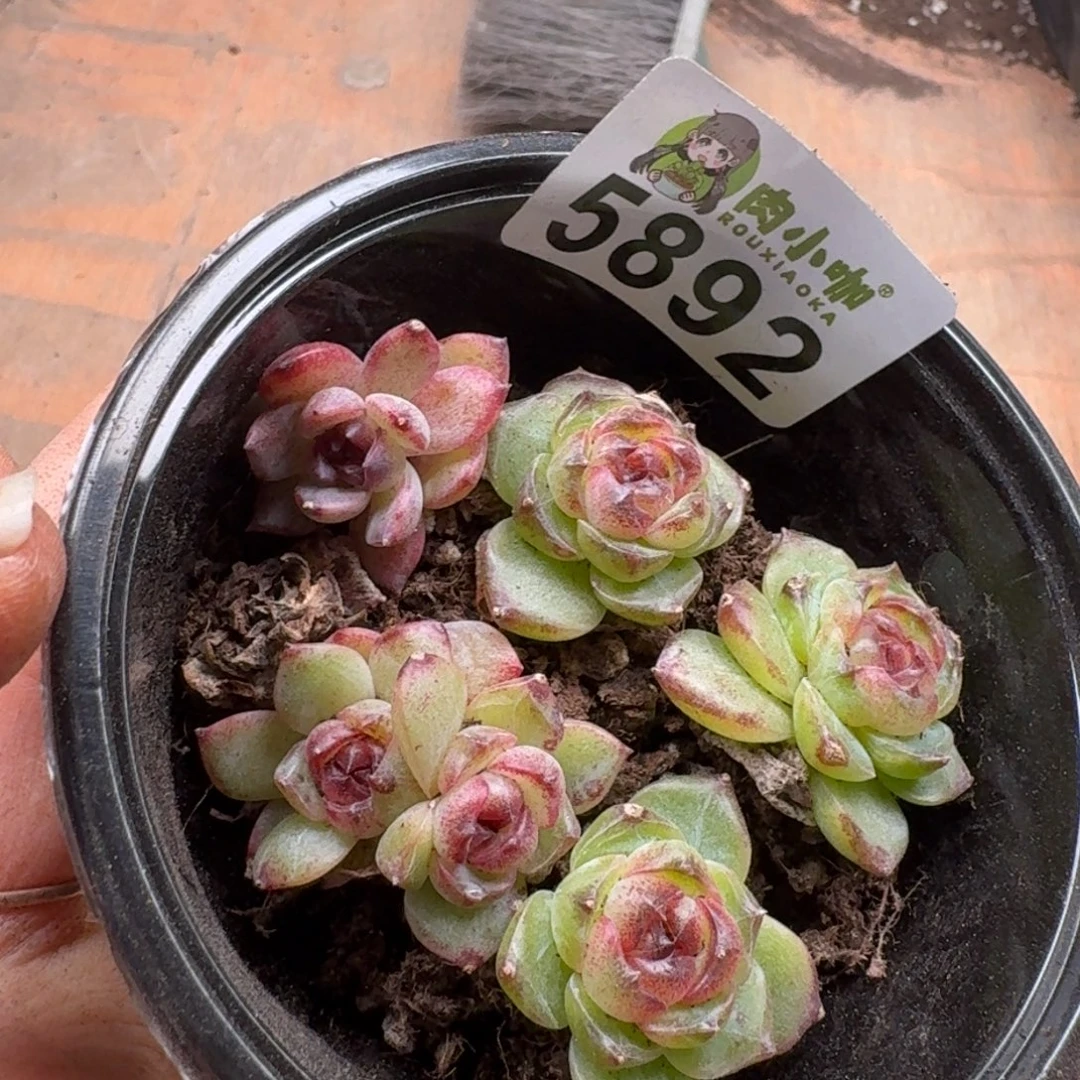 余***多多肉植物多肉植物