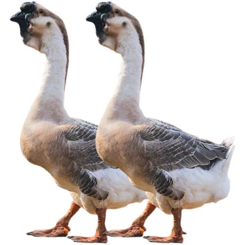 一斤狮头鹅生鲜鹅肉