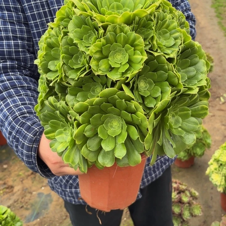 瑞妈，，。。。。751翡翠琉璃，