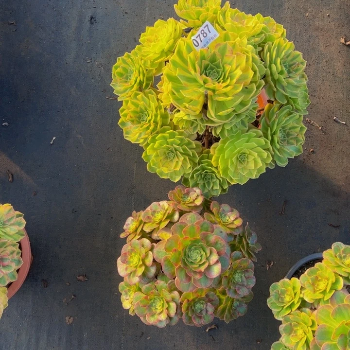 早***阳雨合078777777777带着寄养的火狐，断指的补差价