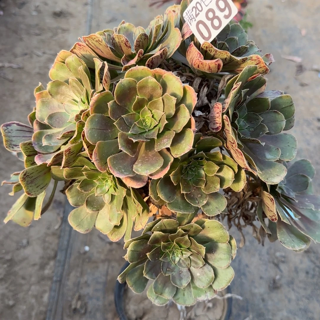 金缕089满20包邮断枝不包