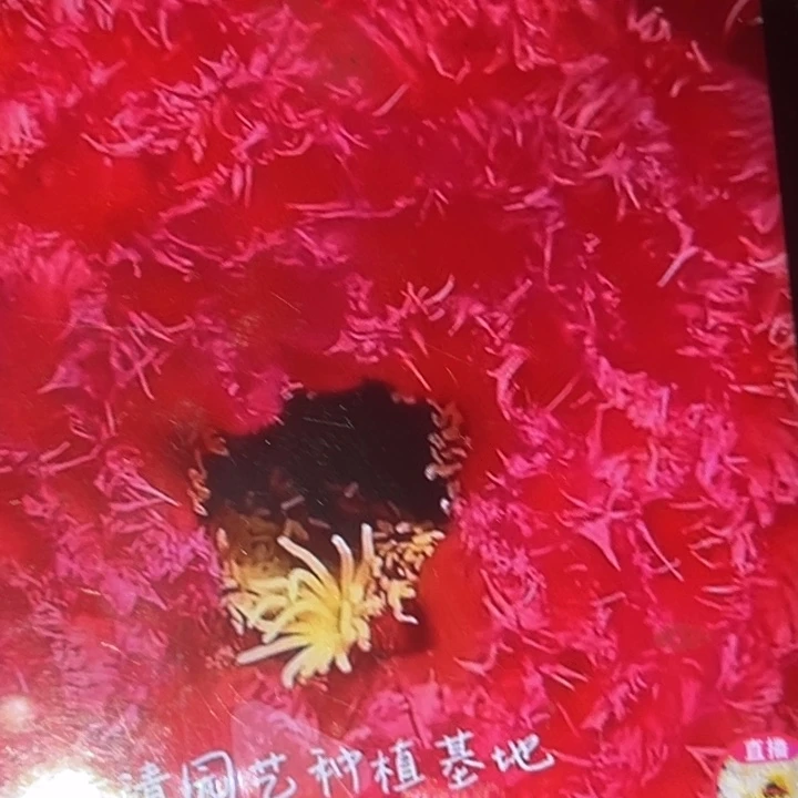 清清园艺侧牙仙人球瑕疵