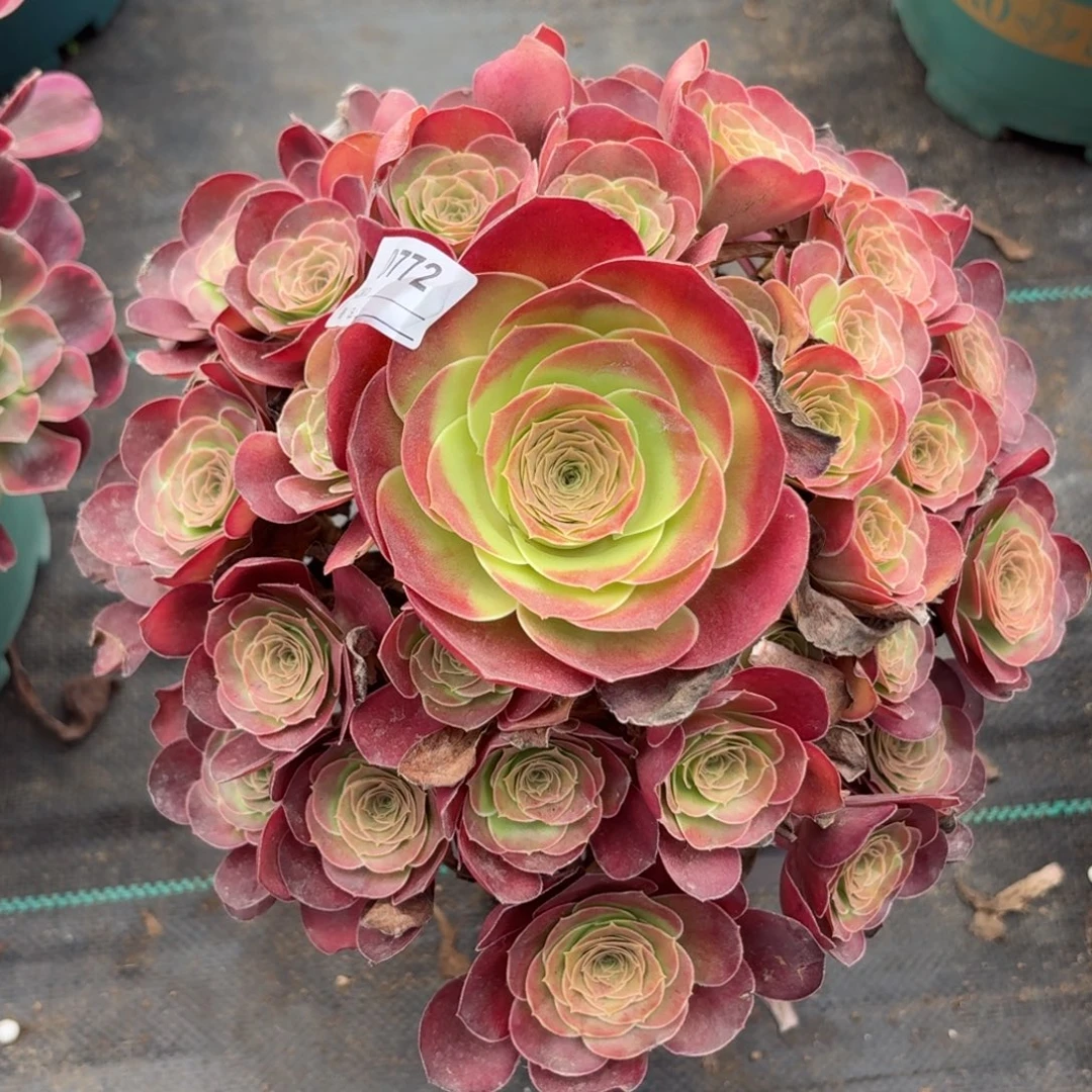 772美景多肉植物发货