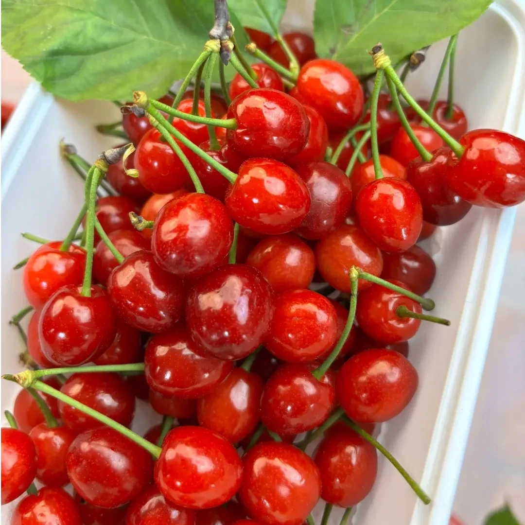 四川米易小樱桃玛瑙红小樱桃0.5KGL其他品种四川省