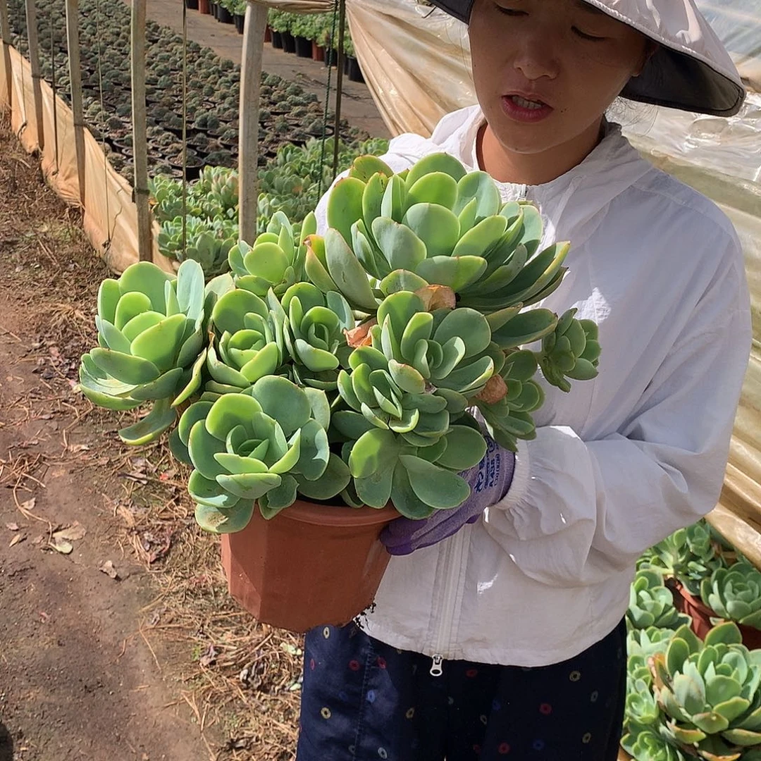 骑兵19.8 多肉植物量拍