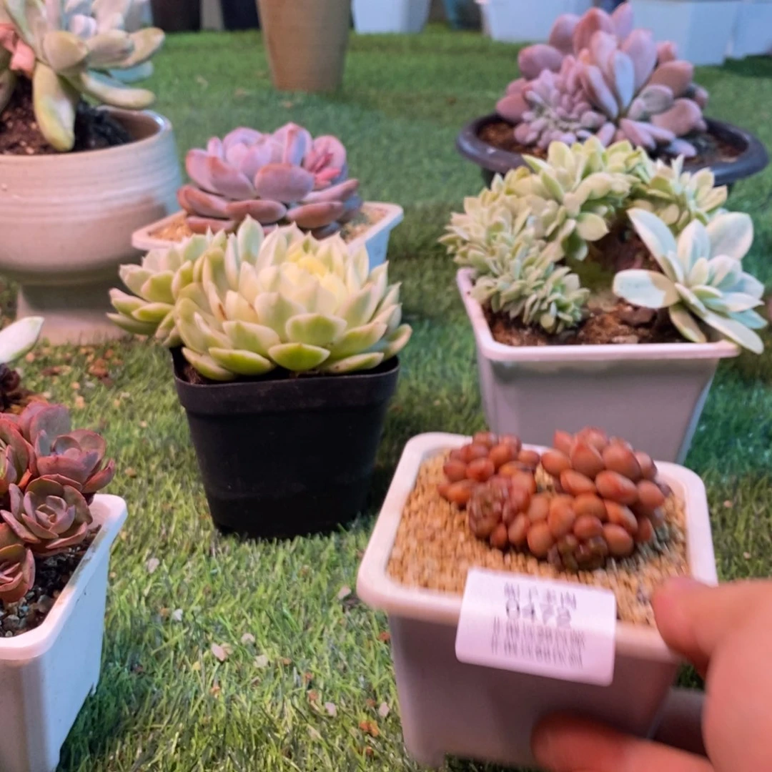 生***花0472啊啊啊啊啊啊啊啊