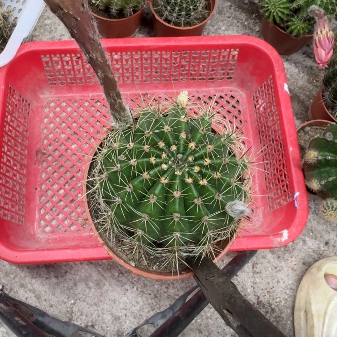 叶***子彩草哈哈哈哈哈哈哈哈哈