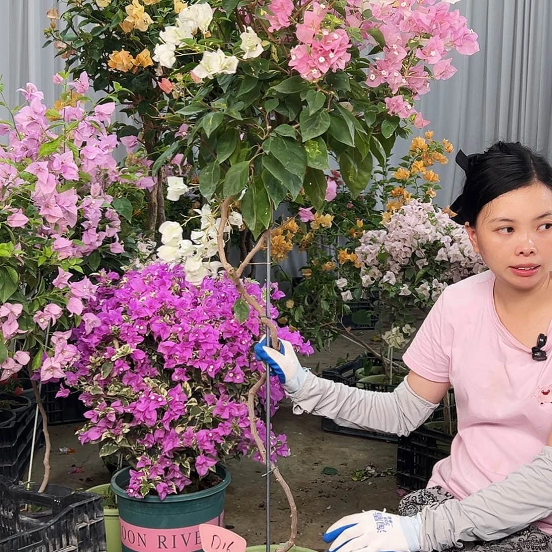 *****大部分花苞少量开放D16橙白