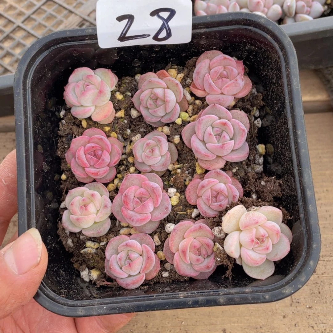 多肉植物多肉植物28