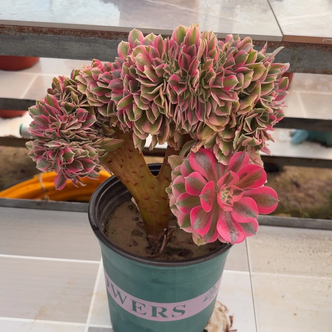 921粉女巫缀化多肉植物