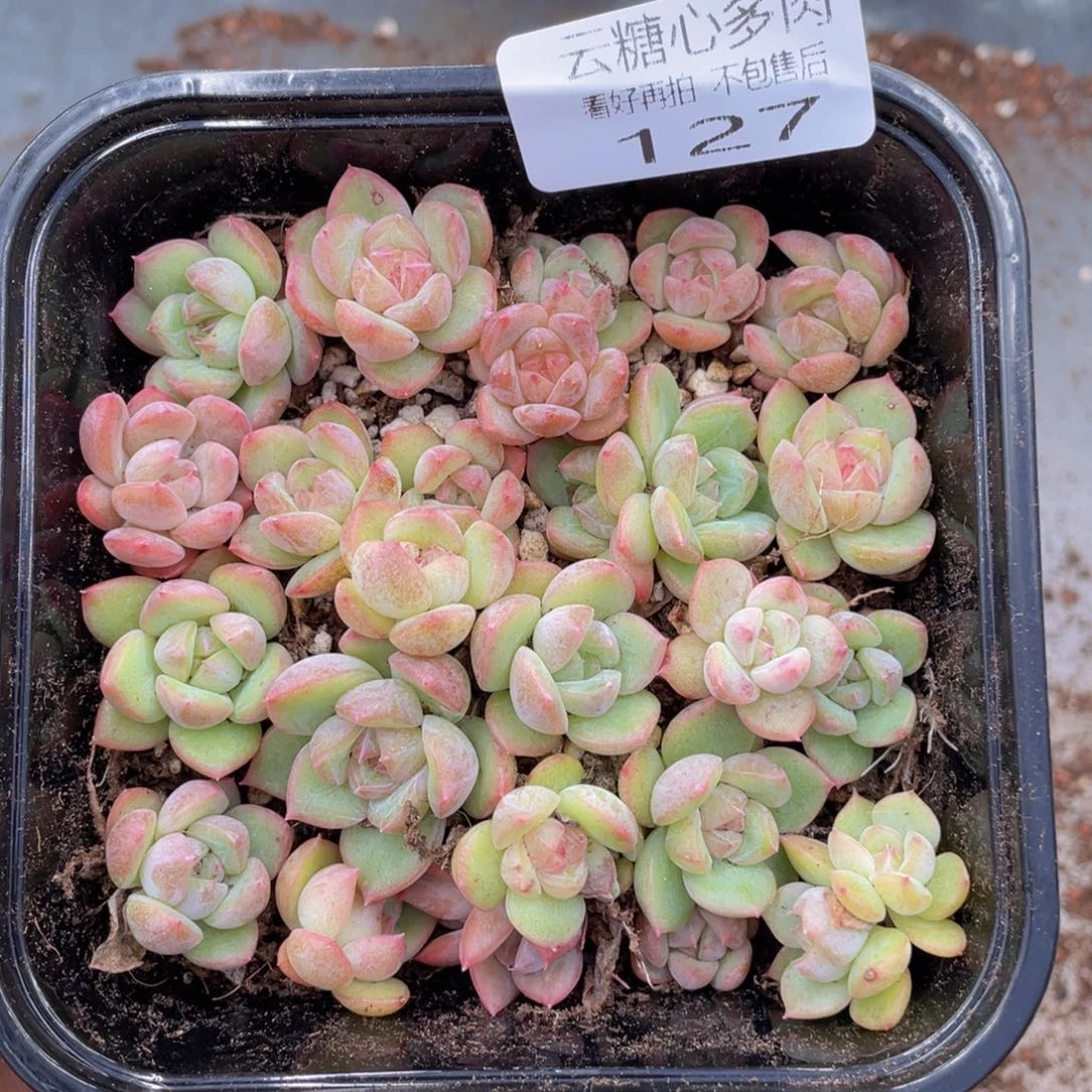 云糖心多肉植物127