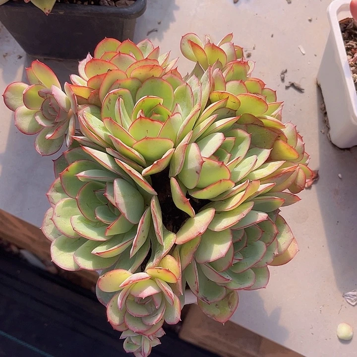 牡丹亭0254多肉植物