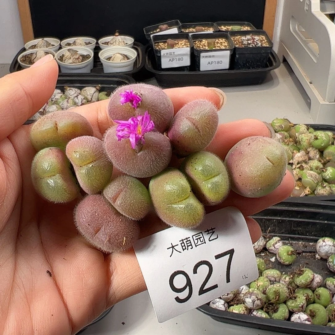 一物一拍              927
