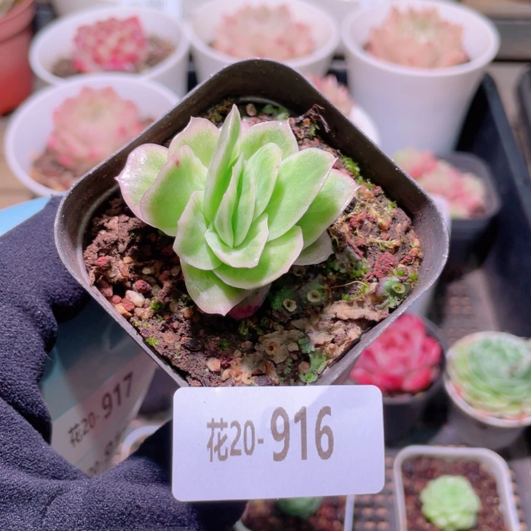 花利美20-916冰玫瑰