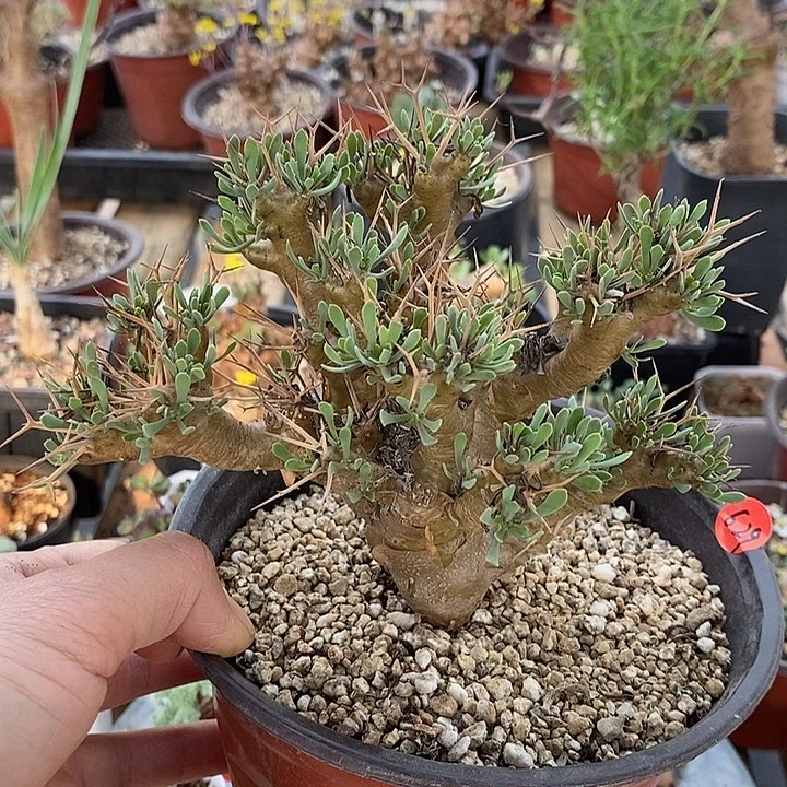 629黑鬼殿厚敦菊一一一