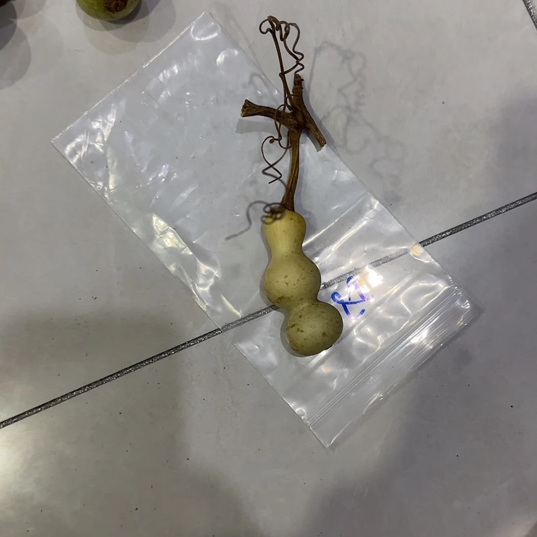 用***0青皮不包成青皮不包成