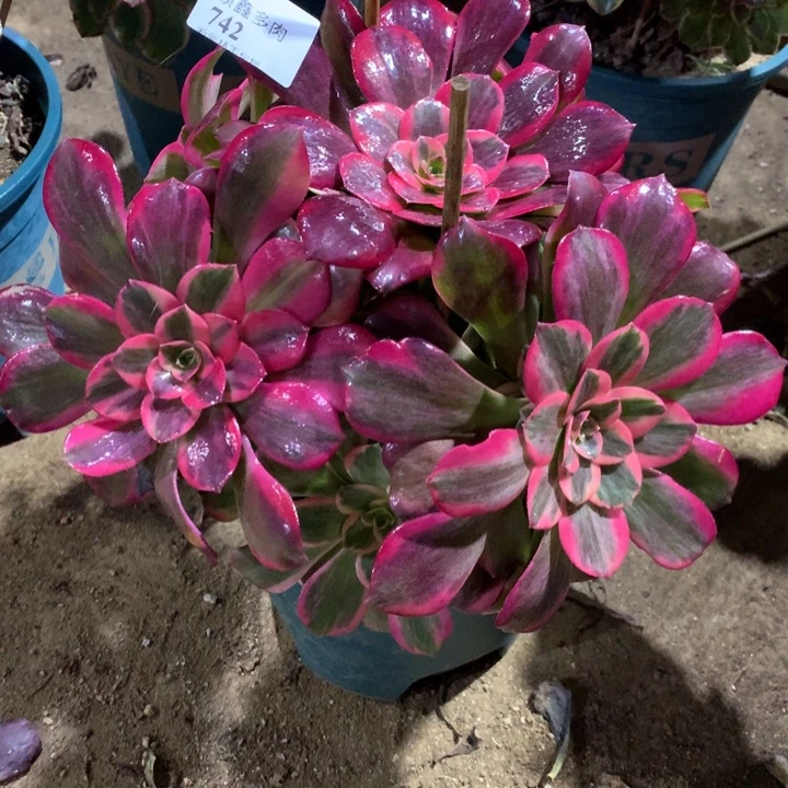 742蒙娜丽莎多肉植物特价