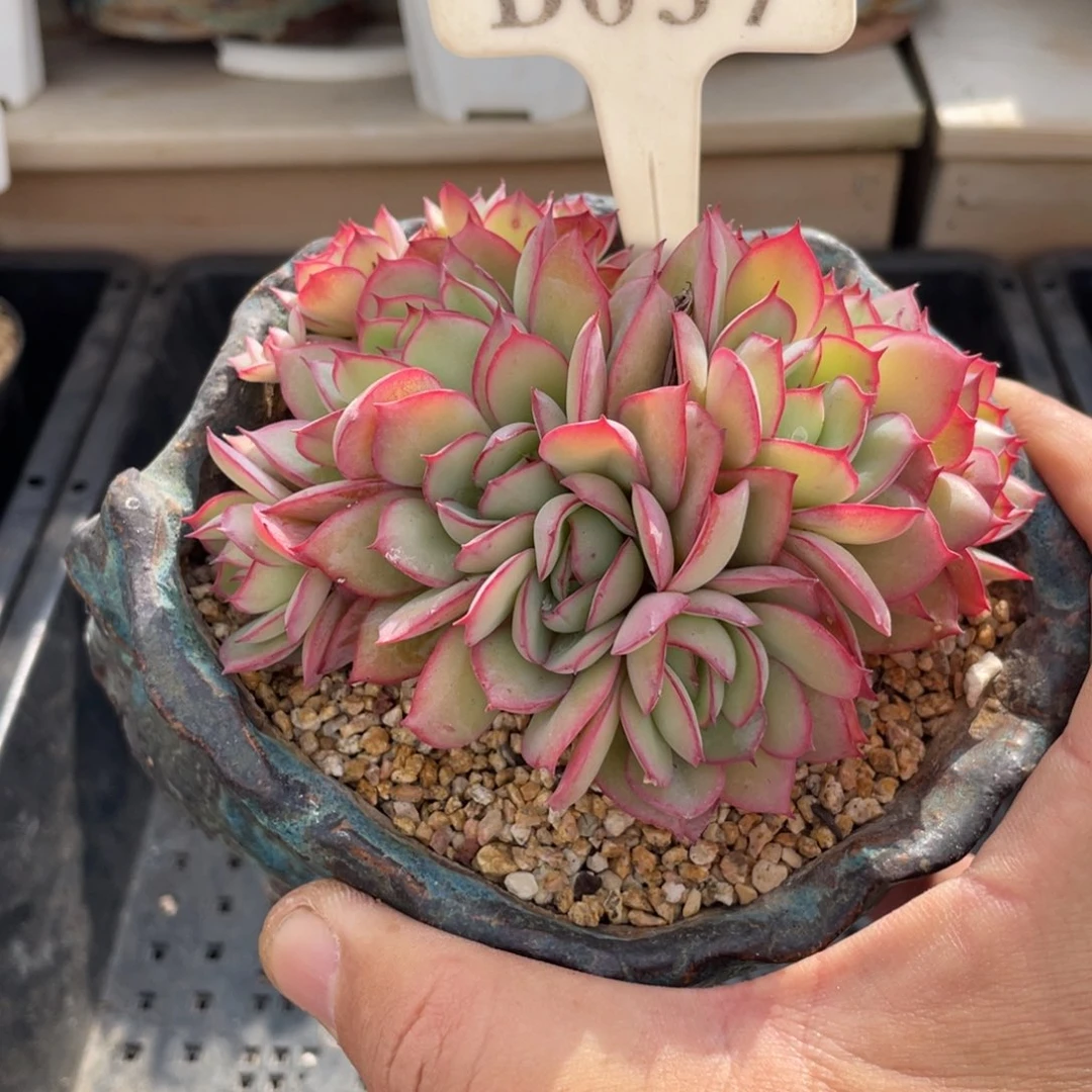 037牡丹亭不带盆10厘米