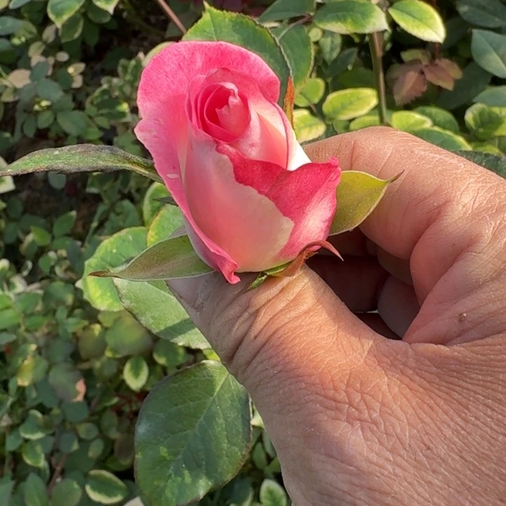 无花朵帕米拉裸根